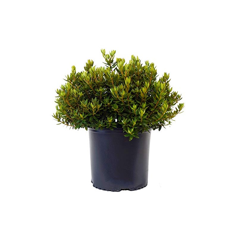 Green Promise Farms Rhododendron X GEM` Evergreen, 3-Size Container, Bluish