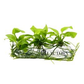 Aquarium Plants Factory Anubias Golden Tissue Culture Vitro APF Aquarium Plants Factory®