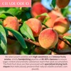 Chaduoduo White Peach Tea Peach Oolong Tea taiwan oolong tea