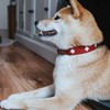 HUNTER SWISS Hundehalsband, Leder, hochwertig, schweizer Kreuz, 37 (XS-S), rot/schwarz
