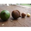 O'Neill Seeds 5 Macadamia Nut Seeds - Macadamia integrifolia -