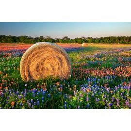 Texas Wildflowers Print Set, Wildflower Fields of Ennis, Texas Bluebonnets & Indian Paintbrush Photography Wall Art Set, Texas Home Decor, 5x7 to 16x24
