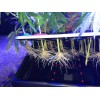 Clone King THE CLONE KING 36 SITE AEROPONIC PLANT CLONING