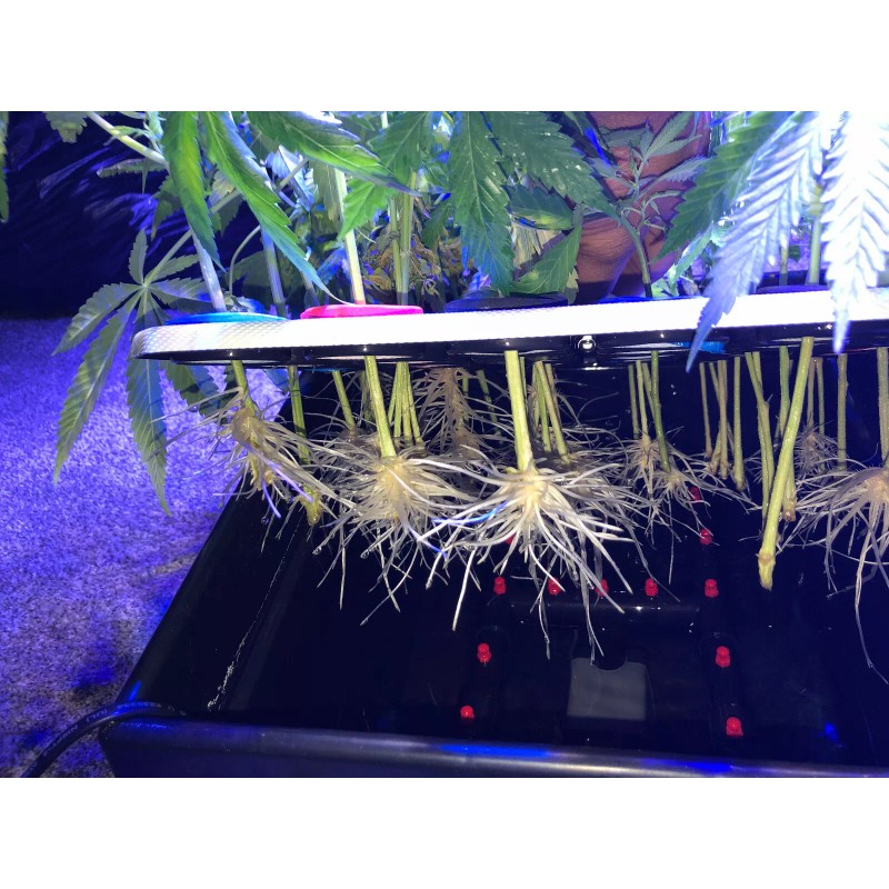Clone King THE CLONE KING 36 SITE AEROPONIC PLANT CLONING