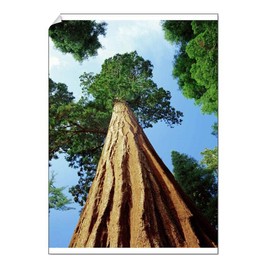 A1 Poster of Mariposa Grove of Giant Sequoia Trees (1210851)