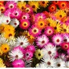 RAISE ME UP: Papper Daisy Mix Sunray Acroclinium Annual Flowers
