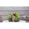 Cheaters' Royal Flush Trio Frogs Playing Poker Card At Gambling