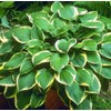 First Frost Hosta - Shade Plant 24" Tall