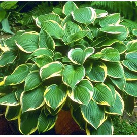 First Frost Hosta - Shade Plant 24" Tall