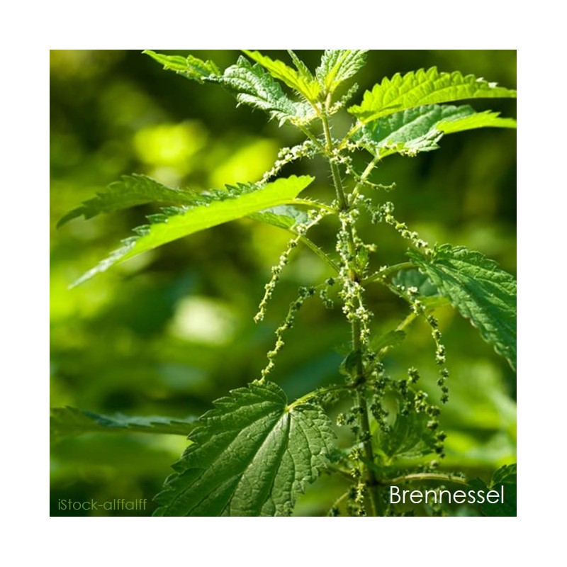 telomit® B12plus complex according to Dr. Probst