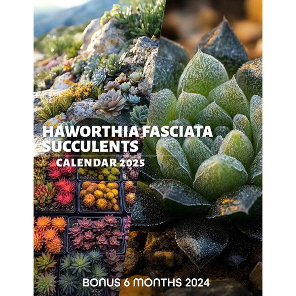 Haworthia Fasciata Succulents 2025: Enjoy 18 Months of Gorgeous Succulent