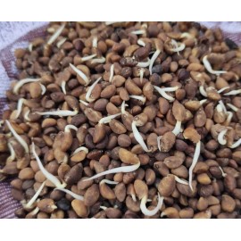 Mira’s Garden 300+ Red rau muong Dong Cong Tim Do Water Spinach