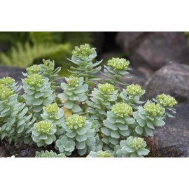 Our Sacred Garden 100 Rhodiola Seeds (Rhodiola Rosea) Roseroot