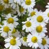 Outsidepride German Chamomile - 5000 Seeds