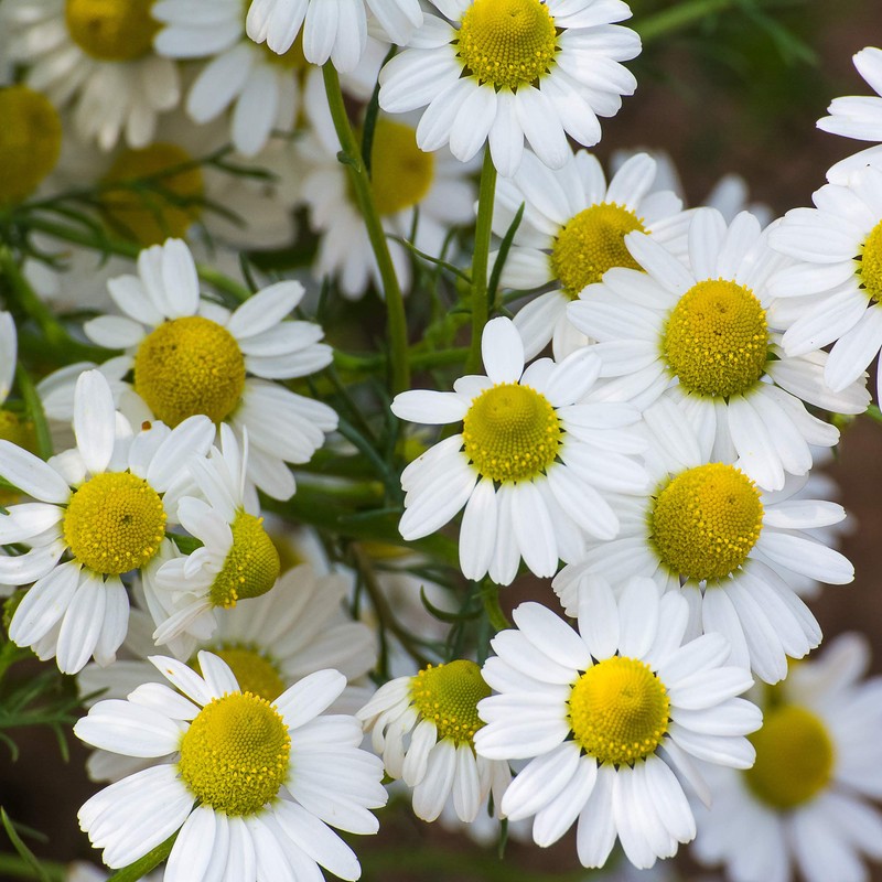 Outsidepride German Chamomile - 5000 Seeds