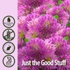 Nature's Answer | Red Clover, 2 000 Mg, 1 Oz