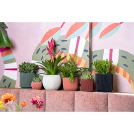 Capi Europe - Cylinder Groove Colours - 15x17 - Green - Opening Ø13 - Flower Pot for Indoor Use - BGVGN313