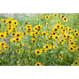 Dirt Goddess Super Seed Black Eyed Susan Non GMO Rudbeckia hirta (1/4 Lb)