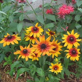 Eden Brothers Black Eyed Susan Seeds - Autumn Forest
