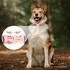 Collares de Perro Personalizados con Nombre, Grabado Personalizado Perros Collar