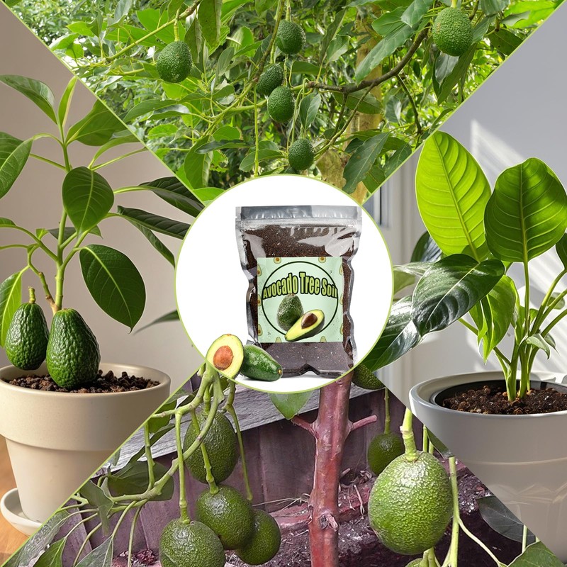 Organic Avocado Tree Potting Soil Mix 4qt, Enhance Growth and