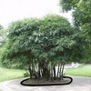 15ft x 18in x 60mil Tree Root Barrier -Protect Sidewalks