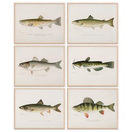 Fish Wall Art Prints (Set of 6) - Unframed - 11x14s | Vibrant and Captivating Oceanic Décor | Coastal-themed Wall Décor | Living Room Décor | Farmhouse Décor | Bathroom Wall Décor | Home Décor