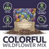 Texas Oklahoma Wildflower Seeds Mixture - Bulk 1 Ounce Packet
