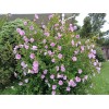 BmoreSpicy.com Hibiscus Minerva Rose of Sharon Flower 10 - 200