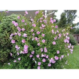 BmoreSpicy.com Hibiscus Minerva Rose of Sharon Flower 10 - 200 Seeds Beautiful Pink Shades - 200 seeds