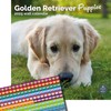 Baker and Bray Golden Retriever Puppies Calendar 2025, Large Square