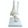OWLIAN Ankle Skeleton Model, Ankle Freely Movable, Supervised by X-ray
