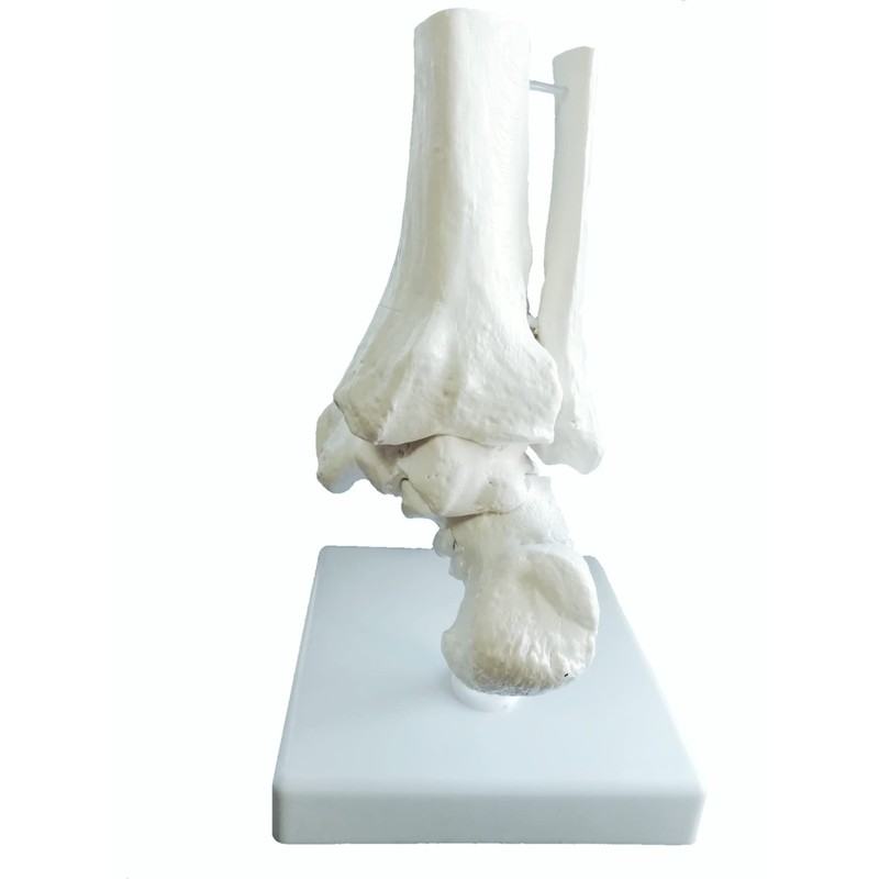 OWLIAN Ankle Skeleton Model, Ankle Freely Movable, Supervised by X-ray