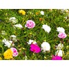 Seeds Multicolor Purslane Double Flower Mix 1000+ Seeds to Grow