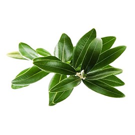 Greek Olive Leaf - Olea europaea Dried Whole Leaf from 100% Nature (04 oz)