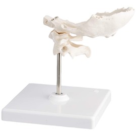 3B Scientific Human Anatomy - Atlas and Axis with Ocipital Scale + Free Anatomy App - 3B Smart Anatomy