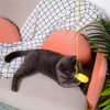 Ainvhh 5 PCS Interactive Cat Feather Toys, Hanging Door Cat
