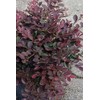 Loropetalum Ruby | 2 Extra Large 3 Gallon Plants |