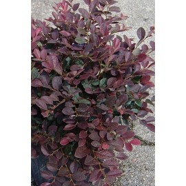 Loropetalum Ruby | 2 Extra Large 3 Gallon Plants | Loropetalum Chinense 'Ruby' | Vibrant Garden Addition | Easy-Grow Foliage