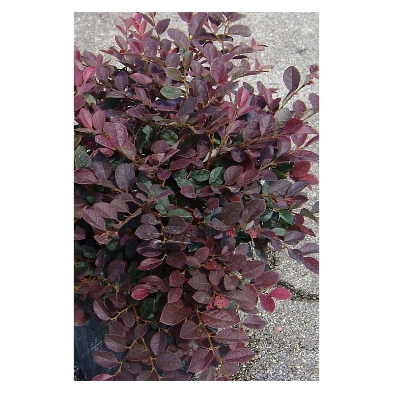 Loropetalum Ruby | 2 Extra Large 3 Gallon Plants |
