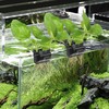 Ztzfacai 1 Pack Hanging Aquarium Plant Holder – 3 Holes