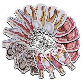 Car Air Freshener Anatomy 5 image Set 20 pack