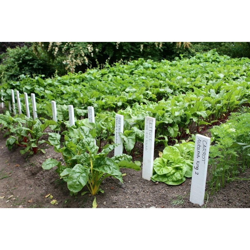 Frontier Seeds NON-GMO Red Burgundy Okra seeds Heirloom Open Pollinated