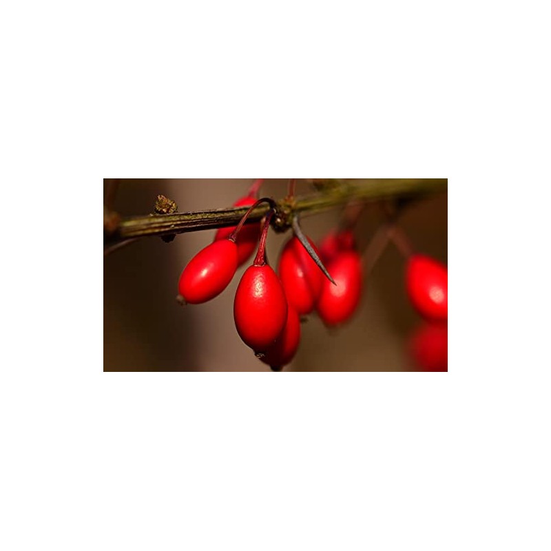 Sadaf Barberries Dried - Zereshk Dried Barberries - Persian groceries