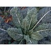 500 Black Tuscan Lacinato Kale Seeds for Planting AKA Dinosaur