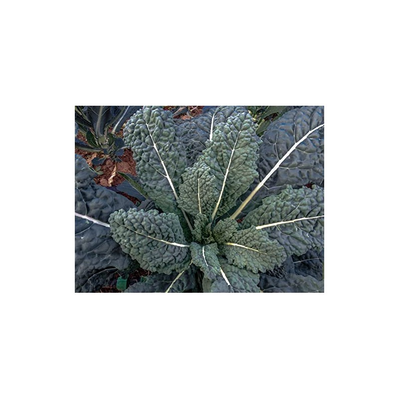 500 Black Tuscan Lacinato Kale Seeds for Planting AKA Dinosaur