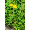 Health Embassy Evening Primrose Seeds (Oenothera Biennis) (100g)
