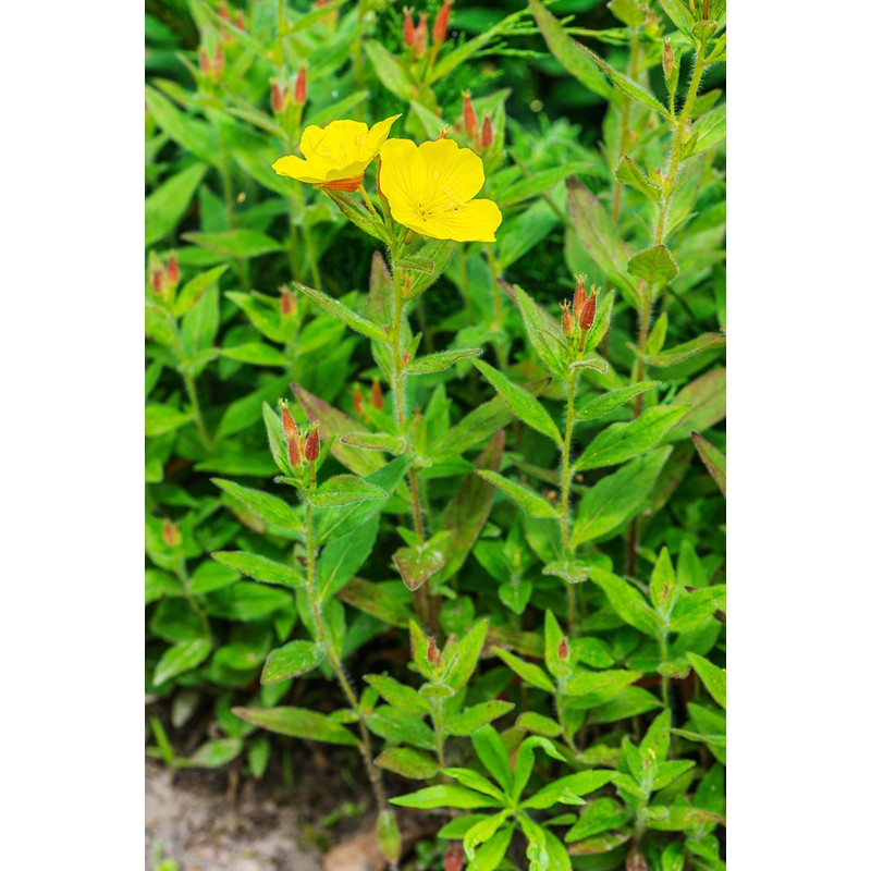 Health Embassy Evening Primrose Seeds (Oenothera Biennis) (100g)