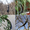 Odowalker 150 Pieces 90 Degree Plant Clips Branches Clips Control