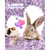 BUCATSTATE Hamster Bedding 70L, 99% Dust-Free Guinea Pig Paper Bedding